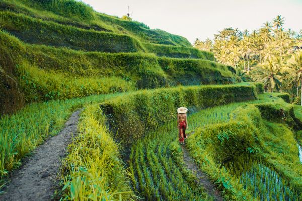 Rice Field