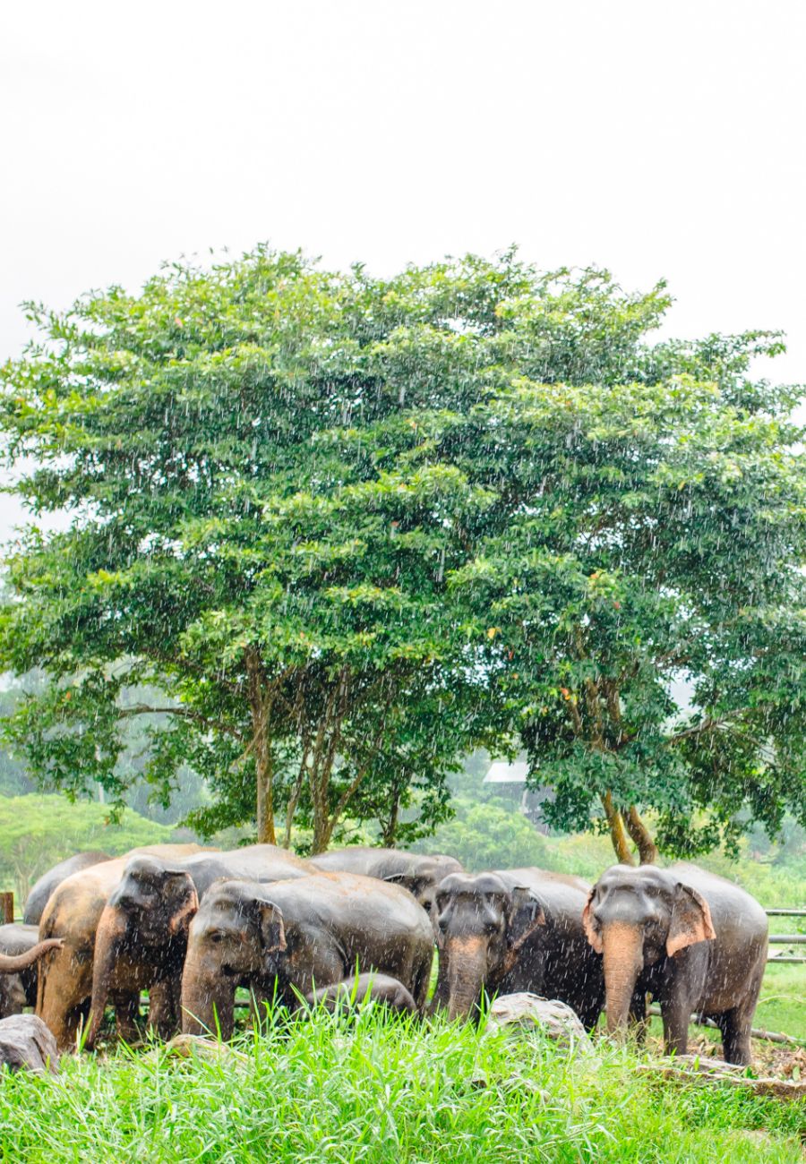 Pinnawala Elephant Orphanage