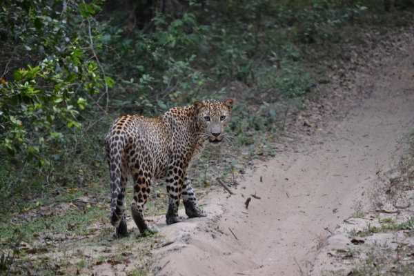 Sri Lanka Wildlife & Nature Safari